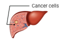 Primary Liver icon